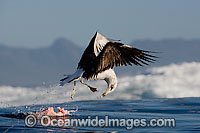 Cape Gull feeding on Seal entrails Photo - Chris & Monique Fallows