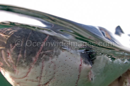 Great White Shark ampullae photo