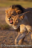 Lion male and female Photo - Chris & Monique Fallows