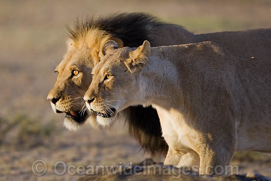 Lion male and female photo