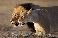 Lion male and female Photo - Chris & Monique Fallows