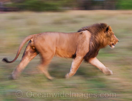 Lion running photo