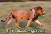 Lion running Photo - Chris & Monique Fallows