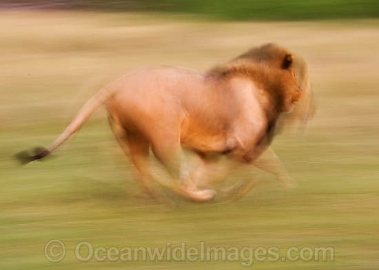 Lion male running photo