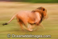 Lion male running Photo - Chris & Monique Fallows
