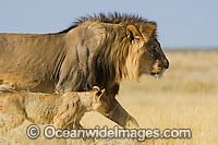 Lion male and cub Photo - Chris & Monique Fallows