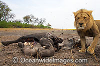 Lion male at carcass Photo - Chris & Monique Fallows