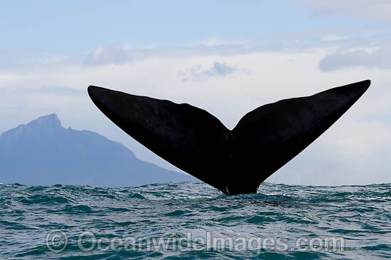 Southern Right Whales tail fluke photo
