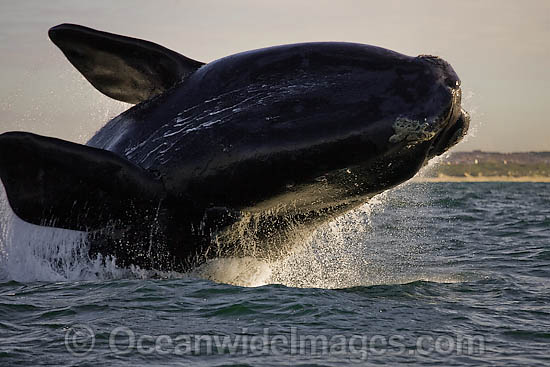 Southern Right Whales breaching photo