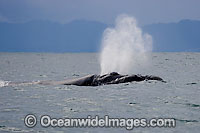 Southern Right Whales blowing Photo - Chris and Monique Fallows
