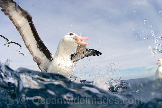 Black-browed Albatross photo