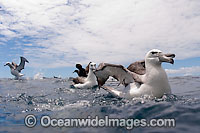 Shy Albatross Thalassarche cauta Photo - Chris & Monique Fallows