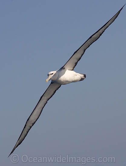 Shy Albatross photo