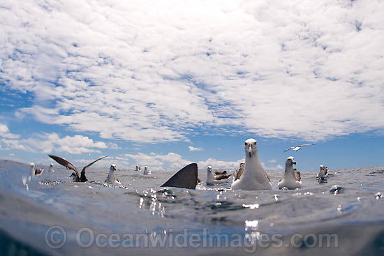 Shy Albatross with Blue Shark photo