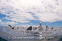 Shy Albatross with Blue Shark Photo - Chris & Monique Fallows