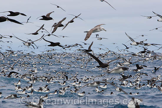 Petrels and Albatross at Trawler photo