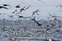 Petrels and Albatross at Trawler Photo - Chris & Monique Fallows