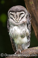 Lesser Sooty Owl Photo - Gary Bell