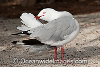 Silver Gull preening Photo - Gary Bell