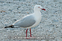 Seagull Photo - Gary Bell