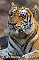 Bengal Tiger Photo - Chris and Monique Fallows