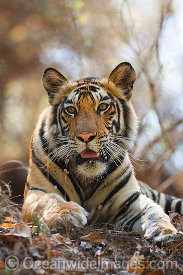 Bengal Tiger Panthera tigris tigris photo
