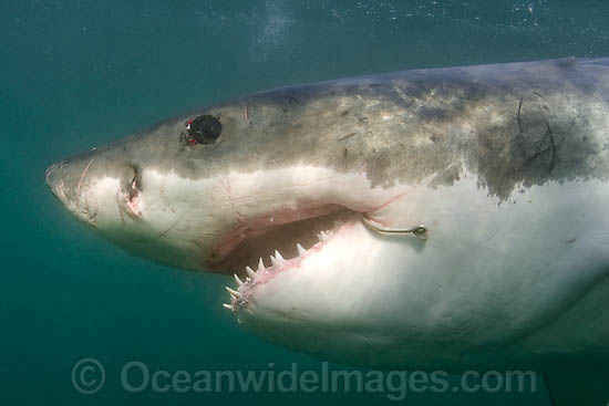 Great White Shark with fishing hook photo