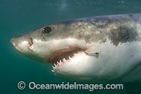 Great White Shark with fishing hook Photo - Chris and Monique Fallows