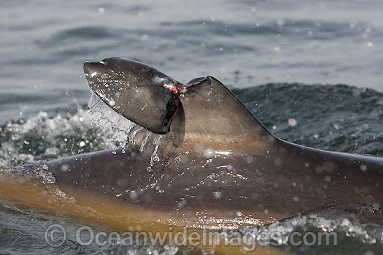 Great White Shark with damaged fin photo