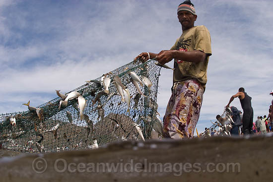 Fisherman haul in seine net photo
