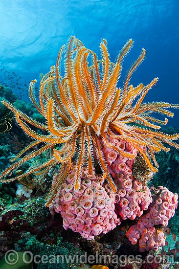Crinoid Feather Stars on corals photo