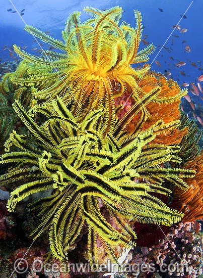 Fish coral reef and crinoids photo
