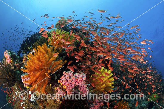 Fish and coral photo