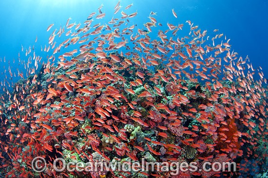 Fish coral and crinoids photo