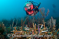 Diseased Coral Photo - Michael Patrick O'Neill
