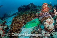 Plastic bottles litter ocean floor Photo - Michael Patrick O'Neill