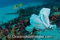 Plastic bag garbage in ocean Photo - Michael Patrick O'Neill