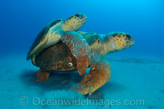 Loggerhead Sea Turtle mating photo