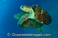 Loggerhead Sea Turtle mating Photo - Michael Patrick O'Neill