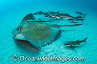Roughtail Stingray with Cobia Photo - Michael Patrick O'Neill