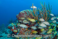 Coral Reef and schooling Grunts Photo - Michael Patrick O'Neill