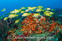 Fish and coral Florida Photo - Michael Patrick O'Neill