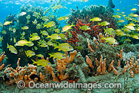 Fish among sponges and corals Photo - Michael Patrick O'Neill