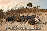 Water Moccasin or Cottonmouth Photo - Michael Patrick O'Neill