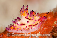 Nudibranch Aegires villosus Photo - Gary Bell