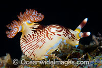 Nudibranch Nembrotha sp. Photo - Gary Bell