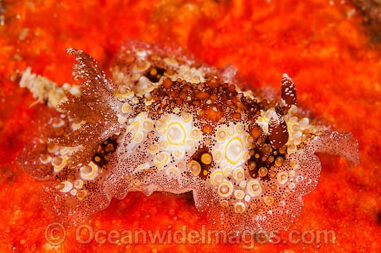 Nudibranch Hoplodoris estrelyado photo