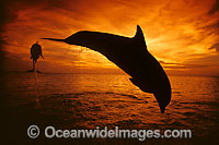 Bottlenose Dolphin leaping Photo - David Fleetham