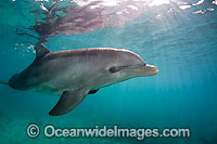 Bottlenose Dolphin Tursiops truncatus Photo - David Fleetham