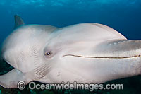 Bottlenose Dolphin face Photo - David Fleetham